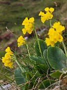 39 Primula auricula (Orecchia d'orso)